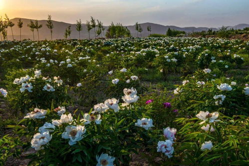 端午相約會(huì)寧，共賞芍藥傾城